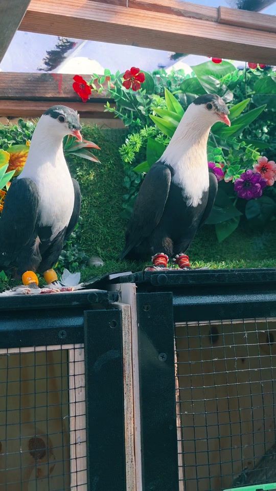 TikTok video thumbnail by mahmoud.aboud98