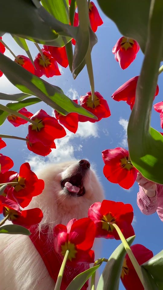 TikTok video thumbnail by wanderlust_samoyed