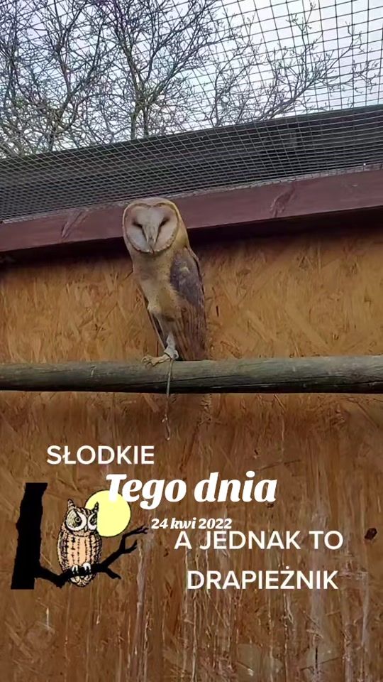 TikTok video thumbnail by owloftiktok