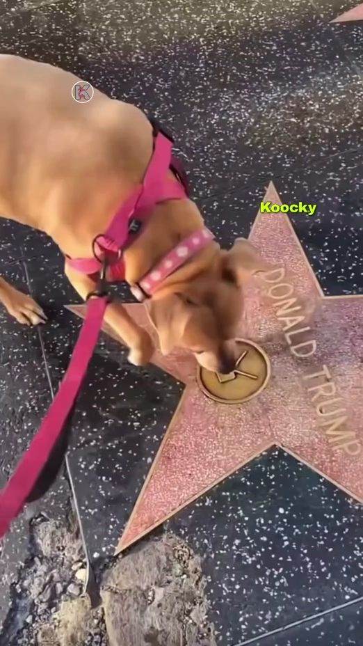 TikTok video thumbnail by koockykha