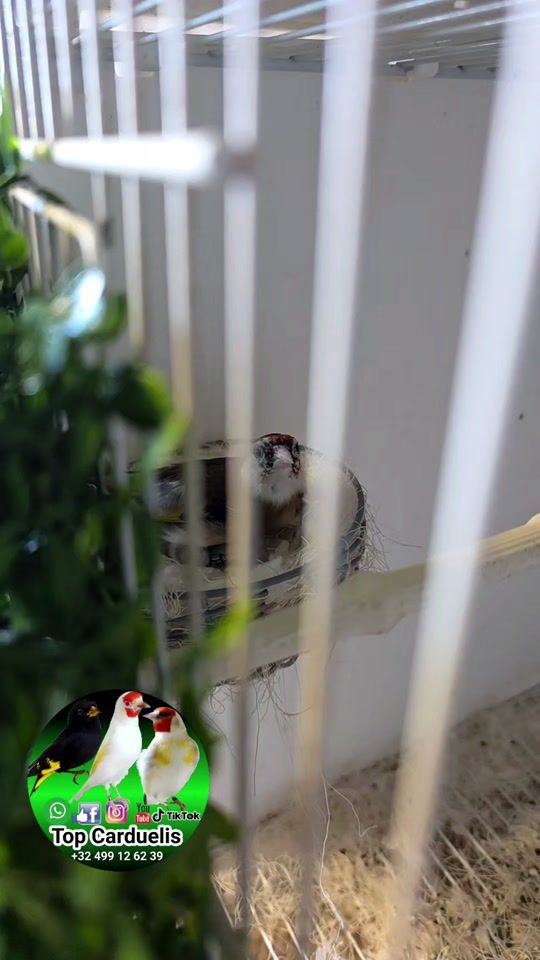 TikTok video thumbnail by top.carduelis