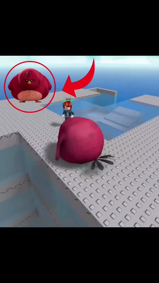 TikTok video thumbnail by gorga.the.bird