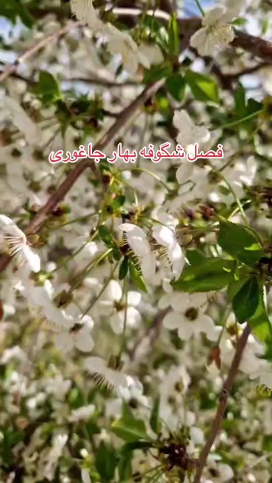 TikTok video thumbnail by roya.0102