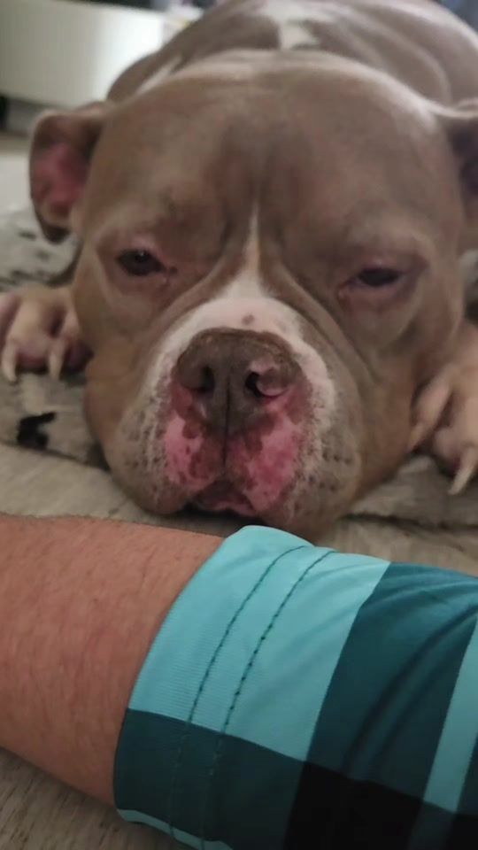 TikTok video thumbnail by team_bullys