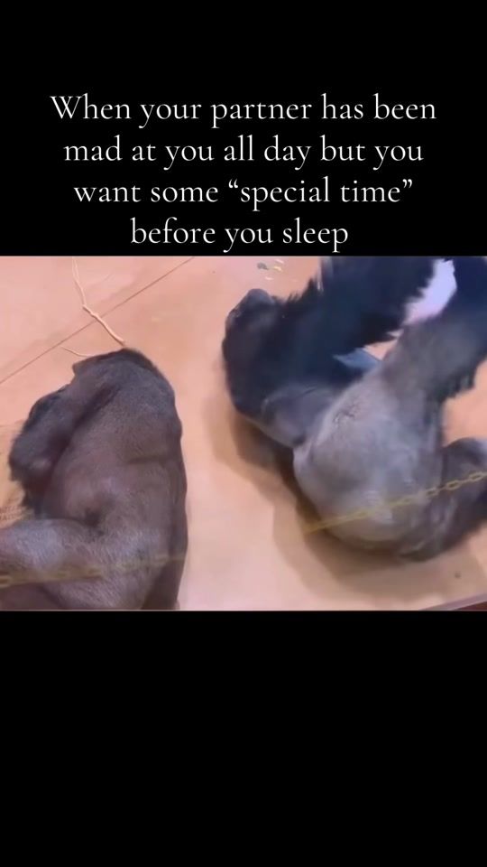 TikTok video thumbnail by alanwood22
