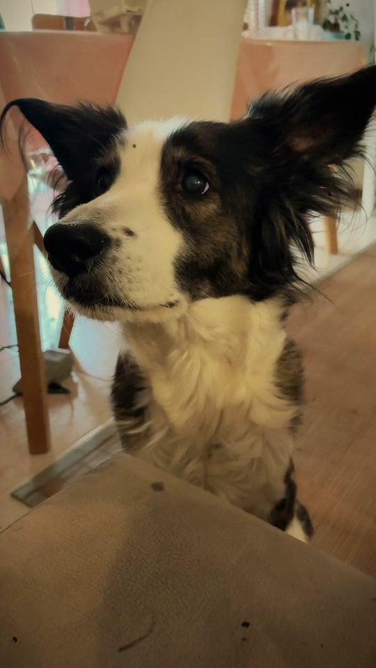 TikTok video thumbnail by jadethedog79