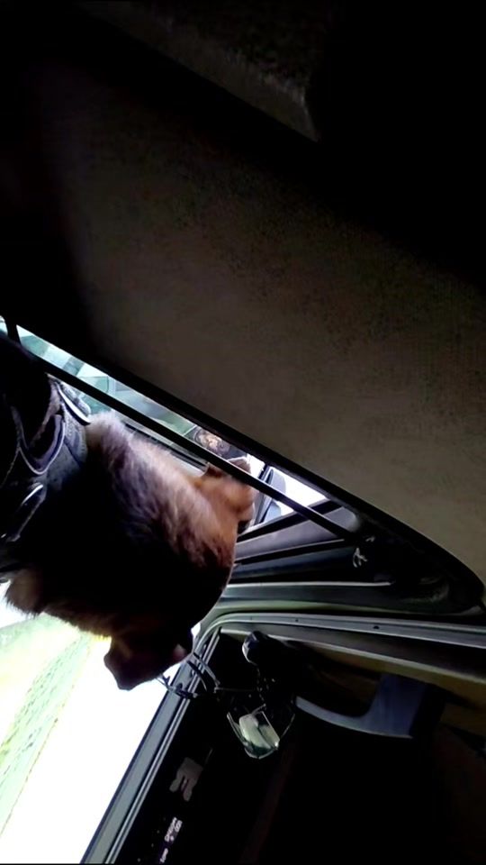 TikTok video thumbnail by karmelthetruckerdog