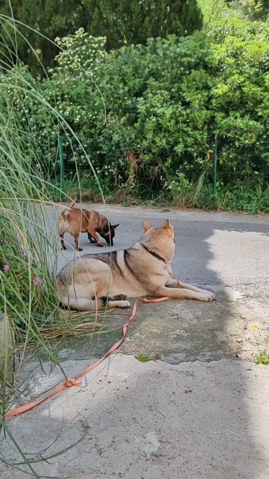 TikTok video thumbnail by konavlewolves