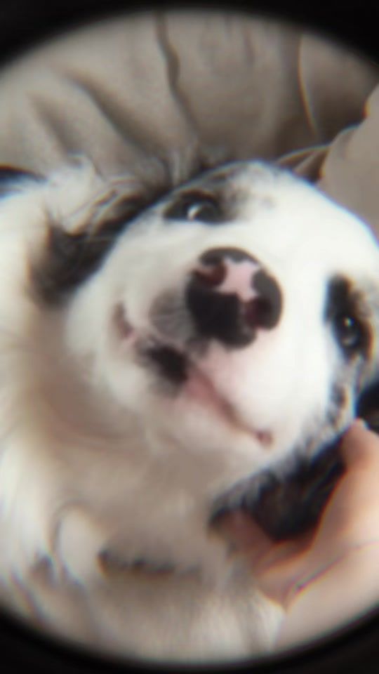 TikTok video thumbnail by bordercollievanilla