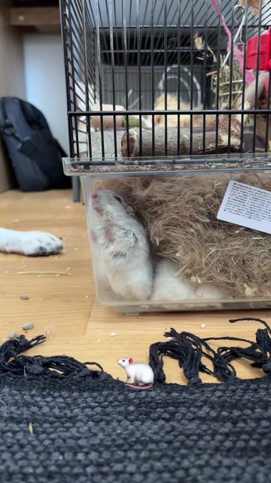 TikTok video thumbnail by pinkpineappleeee