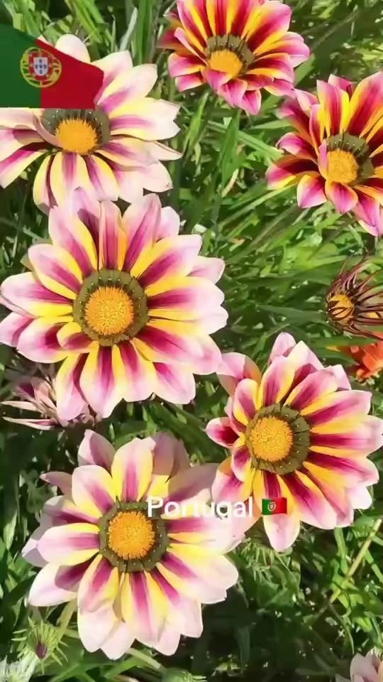 TikTok video thumbnail by manu___.ela