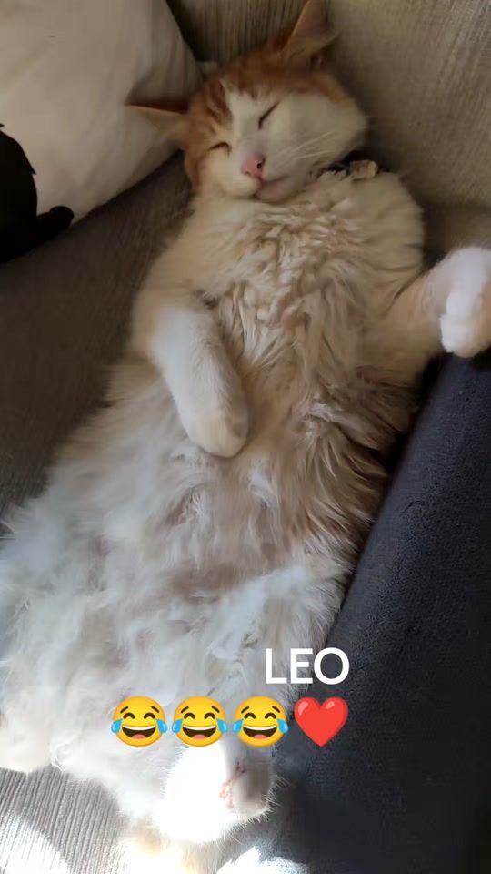 TikTok video thumbnail by nimue_1266