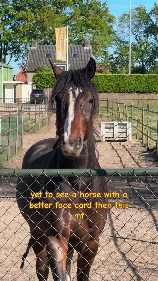 TikTok video thumbnail by veerlestofferhorses