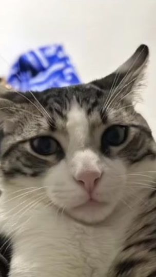 TikTok video thumbnail by lvmchl28