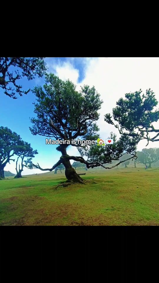 TikTok video thumbnail by lisgoncalves29