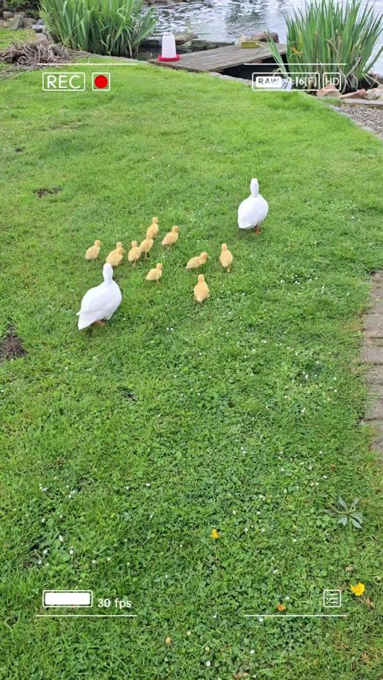 TikTok video thumbnail by daily.doses.ducks