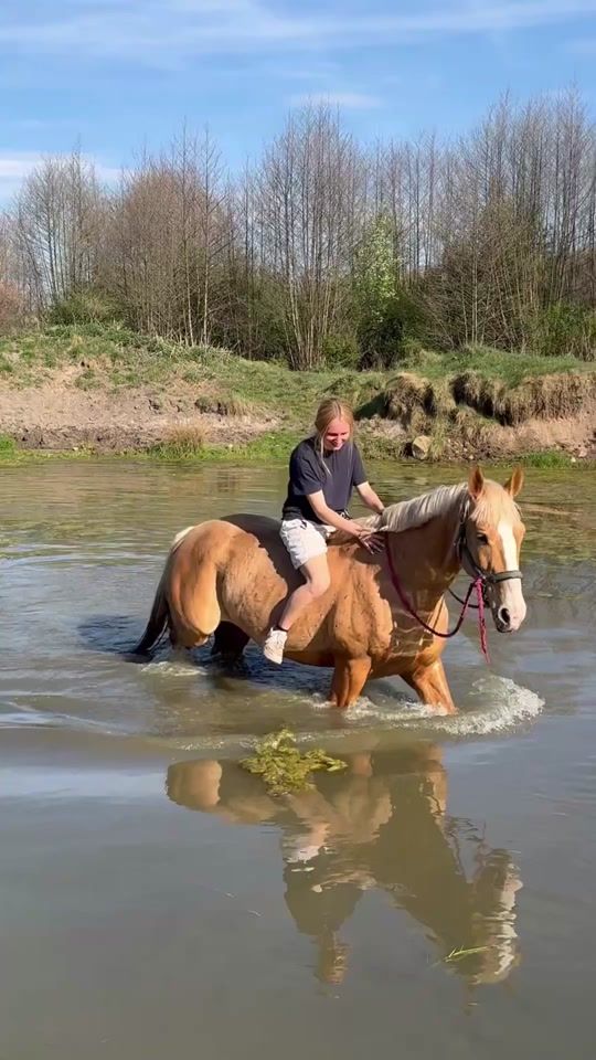 TikTok video thumbnail by drobna.equestrian