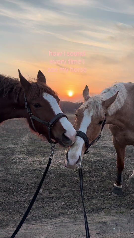 TikTok video thumbnail by drobna.equestrian