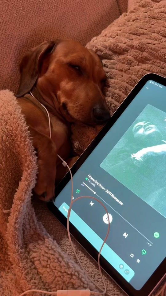 TikTok video thumbnail by wienerdogbruno