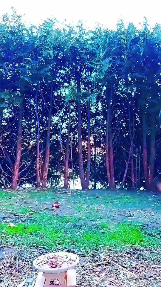TikTok video thumbnail by dieherzpfoten