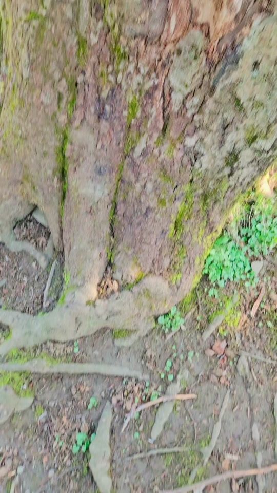 TikTok video thumbnail by tawengenroth