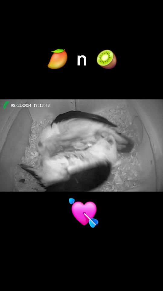 TikTok video thumbnail by paulconnor10