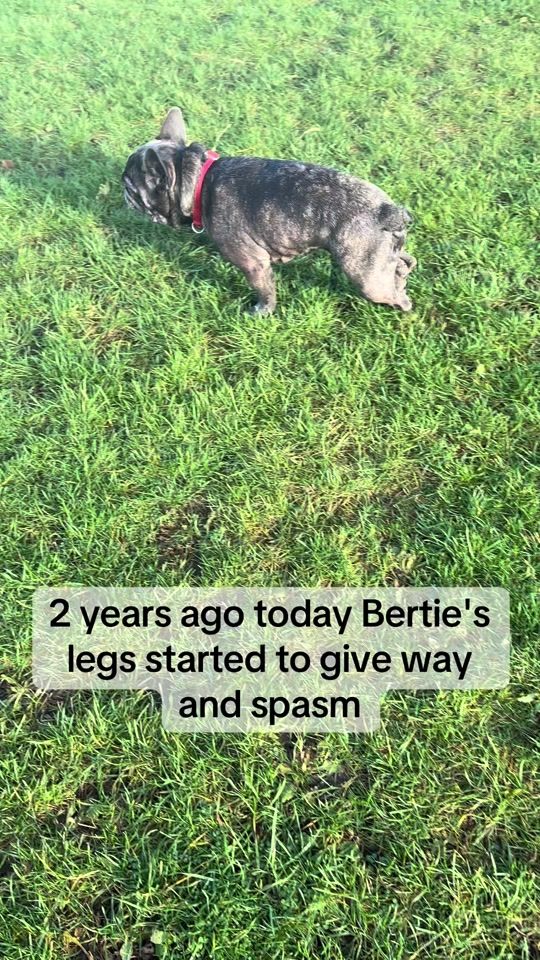 TikTok video thumbnail by bertiethefrenchie