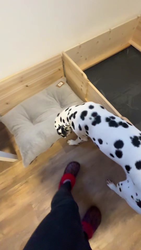TikTok video thumbnail by crazy_cashdogs