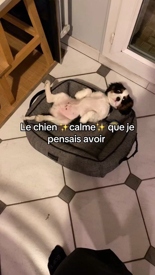 TikTok video thumbnail by scottylecavalier