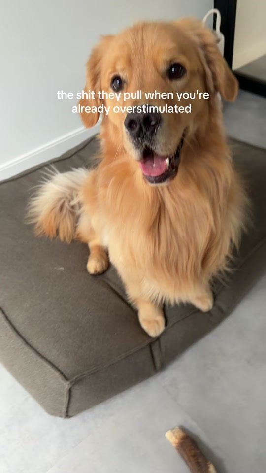 TikTok video thumbnail by bearsonberry