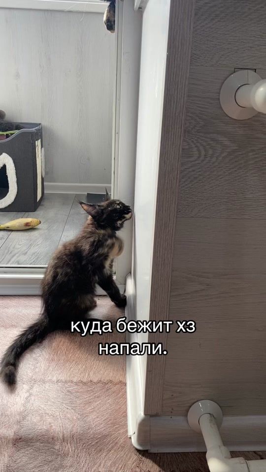 TikTok video thumbnail by bebraq06