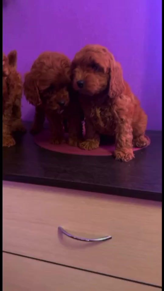 TikTok video thumbnail by vselenaja5
