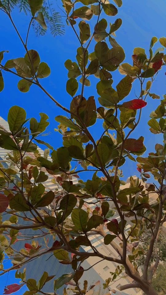 TikTok video thumbnail by code900