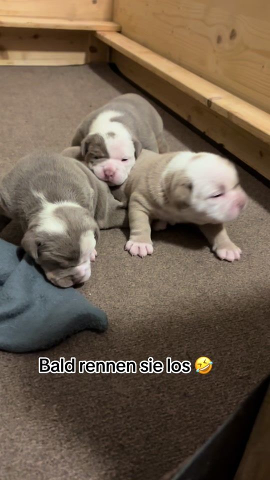TikTok video thumbnail by teambulldoggen