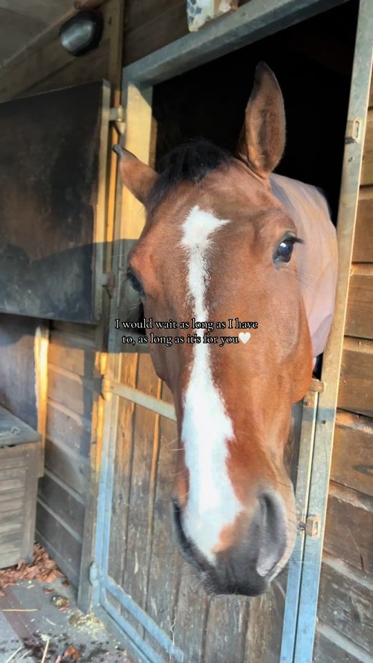 TikTok video thumbnail by equestrian_m.h