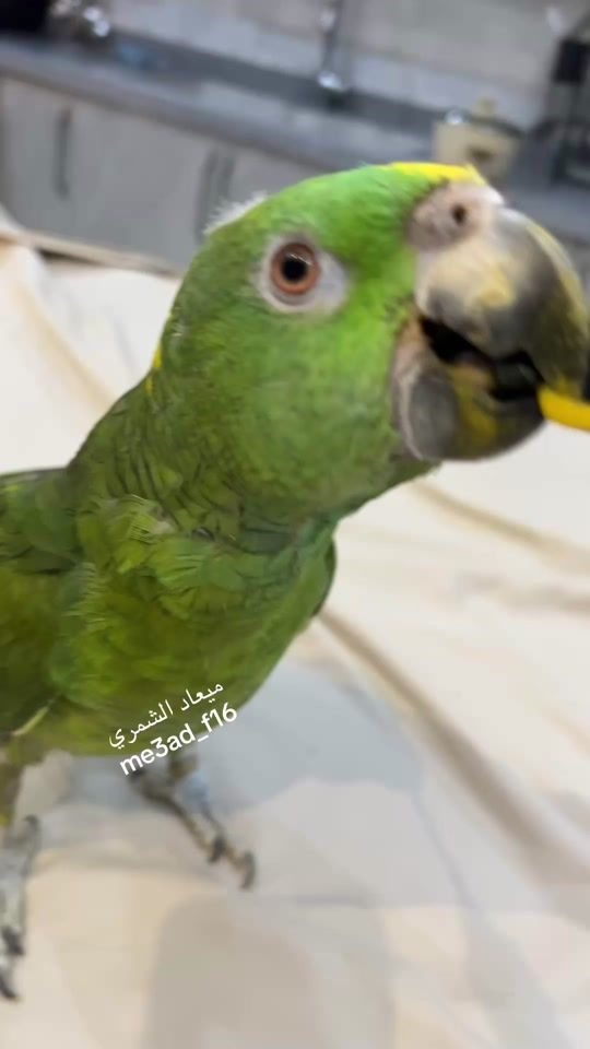 TikTok video thumbnail by me3ad_f16
