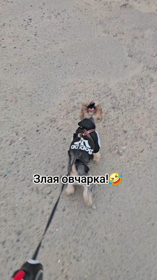TikTok video thumbnail by dzundzuriki