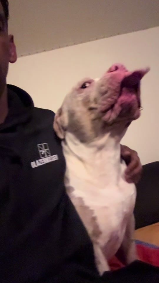 TikTok video thumbnail by cartelofbullys