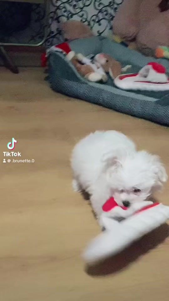 TikTok video thumbnail by .brunette.0