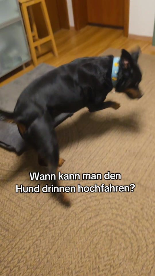 TikTok video thumbnail by littledogsecrets