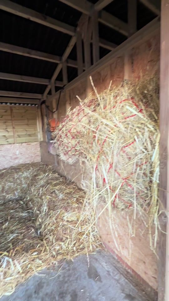 TikTok video thumbnail by laceyhoose_showjumping