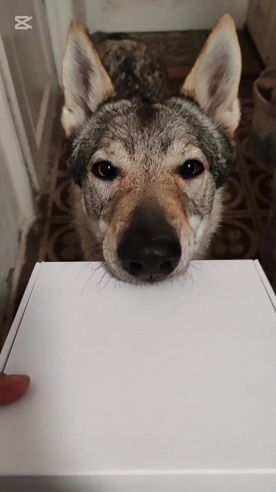 TikTok video thumbnail by konavlewolves