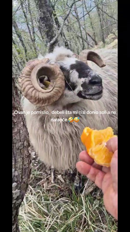 TikTok video thumbnail by dalibordzaja