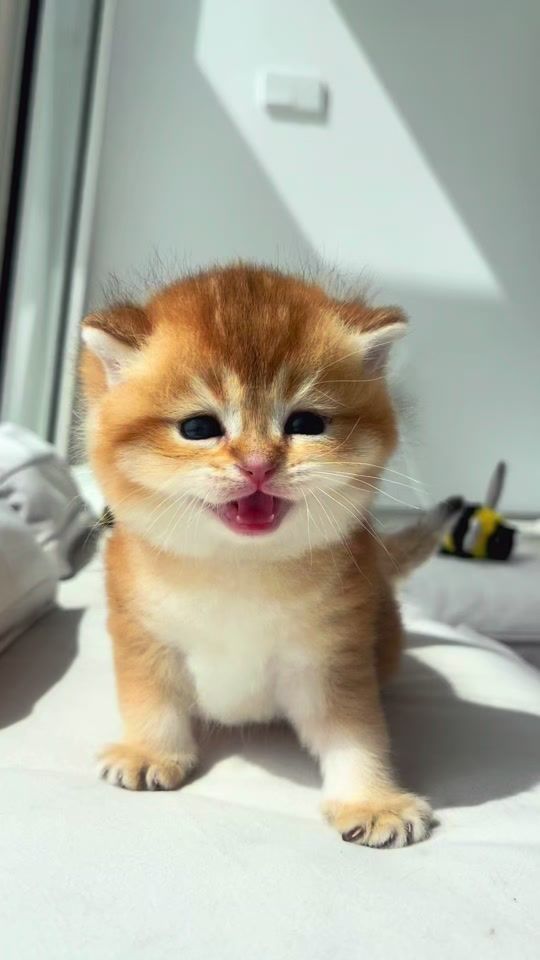 TikTok video thumbnail by kinironeko