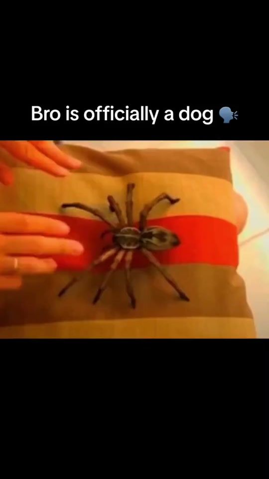 TikTok video thumbnail by instaamemess