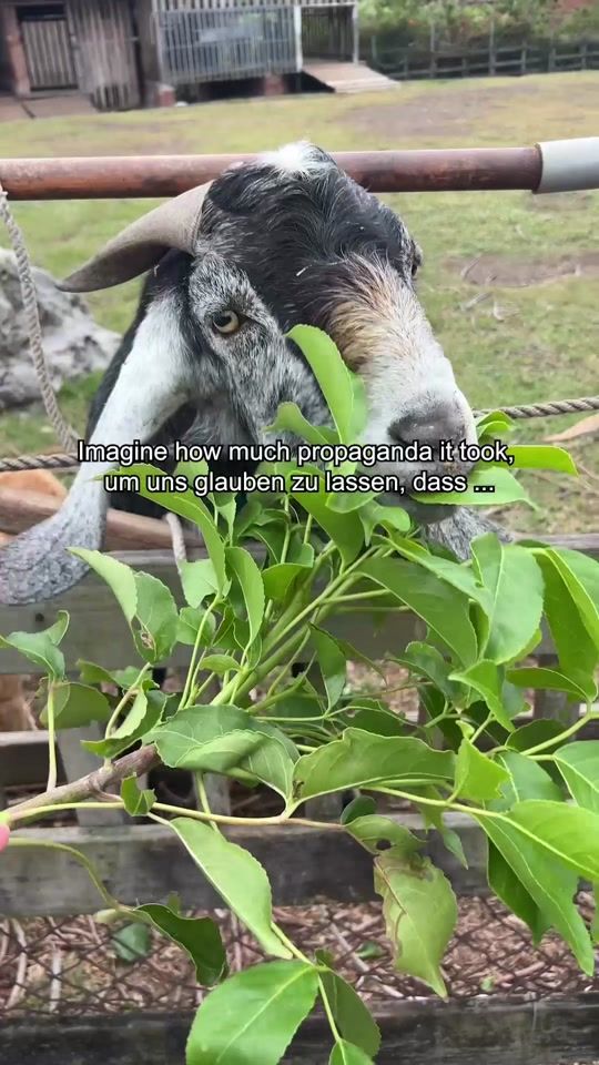 TikTok video thumbnail by diegruenen