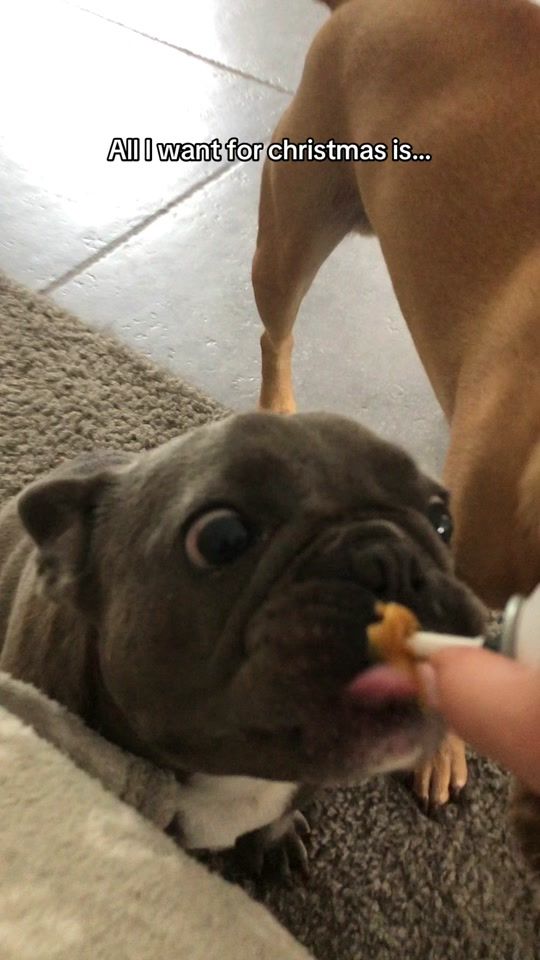 TikTok video thumbnail by belgianfrenchies