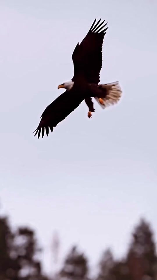 TikTok video thumbnail by radwan.alali92