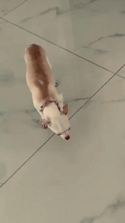 TikTok video thumbnail by niki_party