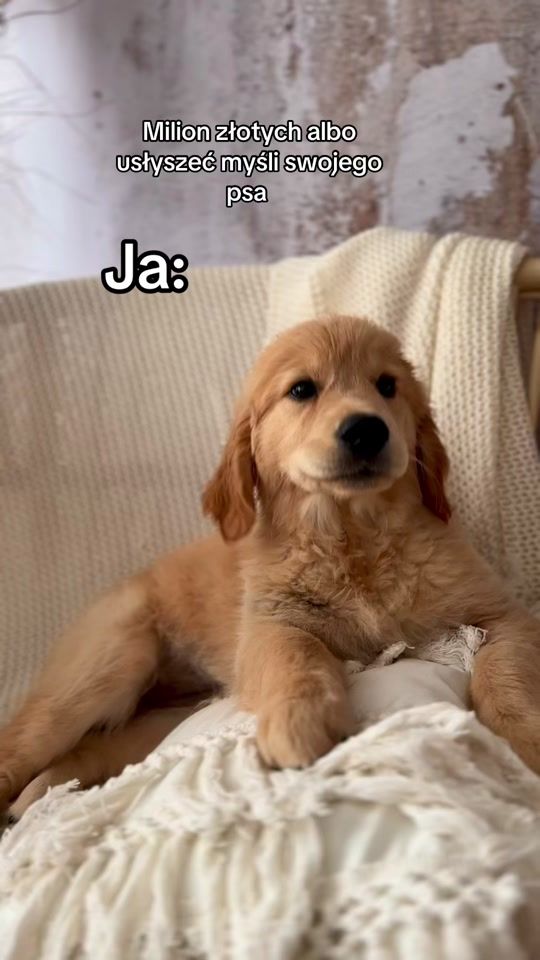 TikTok video thumbnail by beza_golden